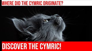 The Fascinating History of the Cymric Cat [upl. by Urian]