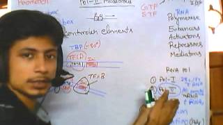 Eukaryotic transcrption part 3 polymerase II mediated transcription [upl. by Leeth]