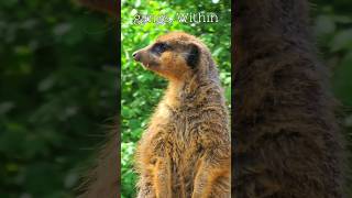 Eyes on the Horizon  Meerkat Lookouts in Action meerkat outdoorswithfamily londonzoo [upl. by Adnertal560]