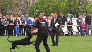 IDC Dobermann World Championship 2023 I Slovakia [upl. by Carny]