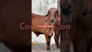 Fermar life Assam cow shortsvideo assam animals [upl. by Suzanna771]