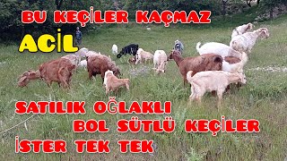 Bol Sütlü Sağılır Keçiler Keçi yetiştiriciliği Fırsat bu fırsat [upl. by Tomaso882]