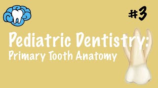 Pediatric Dentistry  Primary Tooth Anatomy  INBDE ADAT [upl. by Bernarr]