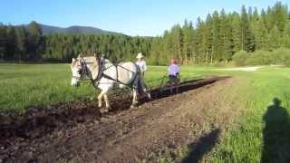 Doc Barbara and Solven plowing with single horse drawn plow [upl. by Barta819]