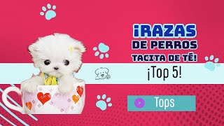 5 RAZAS DE PERROS TACITA DE TÉ [upl. by Anyrak257]