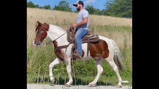 Gaited Trail Horse Gelding For Sale [upl. by Thomas897]