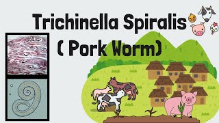 Trichinella spiralis FULL Lecture  Pork Worm  Trichinosis  Intestinal Nematodes  Novice Medic [upl. by Xilef]