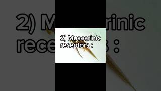 Acetylcholine receptors Muscarinic receptors شرح لمادة الفيسيولوجي بالعربي [upl. by Brandyn]