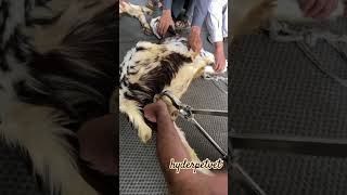 Burdizzo Castration in buck castration surgicalprocedure [upl. by Vaclava844]