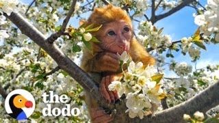 Tiny Monkey Saved From Petting Zoo Loves His New Family  The Dodo [upl. by Sandler5]