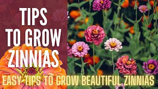 5 Tips To Grow AMAZING Zinnias 🌸🌸🌸  How To Grow Zinnias  Cut Flower Garden [upl. by Gannon]