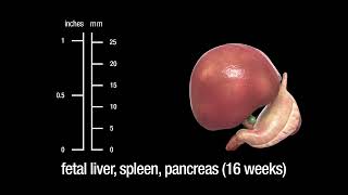 The human liver spleen and pancreas embryonic fetal and adult [upl. by Marta772]