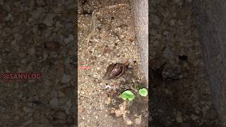 Lots of night snails 🐌 animals shortvideo toad millipede snail ants sanvlog cute shorts [upl. by Alasdair]