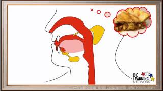 WCLN  Digestion in the Mouth  Biology [upl. by Ziguard141]