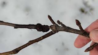 Baum Rückschnitt bei abnehmenden absteigenden Sternzeichen Schütze Mond Bäume nehmen keinen Schaden [upl. by Assi]