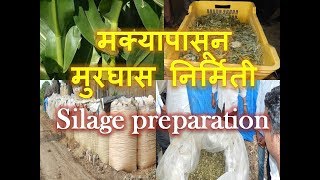 how to prepare best silageमुरघास बनविण्याची शास्त्रशुद्ध पद्धतMultiskill [upl. by Dolhenty194]