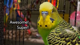 Awesome Super  Boba the Budgie  Talking Parakeet [upl. by Yerhcaz]