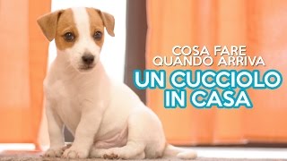 COSA FARE QUANDO ARRIVA UN CUCCIOLO IN CASA [upl. by Hareehat]