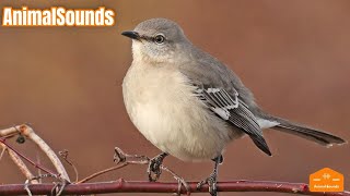 Cenzontle Cantando Sonido de Pájaros y Animales Salvajes [upl. by Amelus]