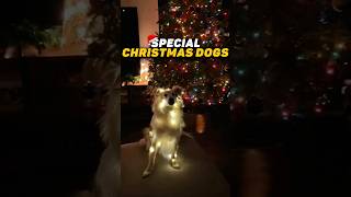 Special Christmas dogs  compilation  dogs [upl. by Eniamret]