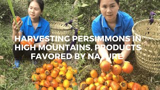 Harvesting persimmons in high mountains products favored by nature  lizicy [upl. by Nirel]