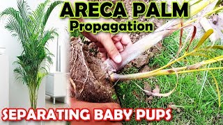 ARECA PALM PROPAGATION  HOW TO PROPAGATE ARECA PALM PUPS  Sprouting Seeds [upl. by Gibun]