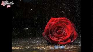 Crying In The Rain  Don Williams lyrics [upl. by Manouch]