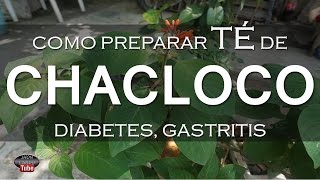 TÉ DE CHACLOCO PARA GASTRITIS DIABETES REUMATISMO [upl. by Kimberly281]