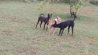 dog love amp fight  Indian village Livings  Dogloveshorts [upl. by Archangel200]