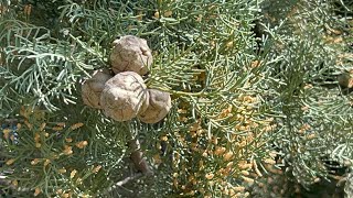 Cupressus sempervirensAkdeniz ServisiMediterranean cypress [upl. by Ennagem]