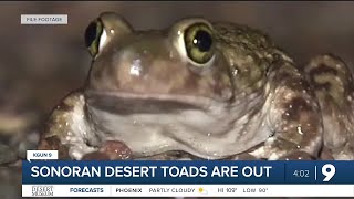 Sonoran Desert Toads are Out [upl. by Blockus]