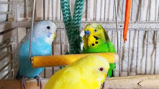 35 Hr Happy Parakeets Eating Singing Playing Budgies Chirping Reduce Stress of lonely Bird Videos [upl. by Eihpos236]