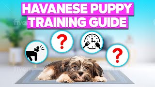 Havanese Puppy Training Tips [upl. by Analah]