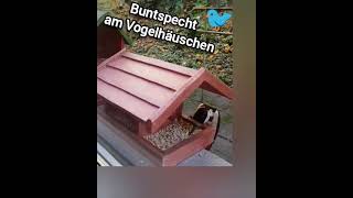 Buntspecht am Vogelhäuschen woodpecker [upl. by Ehrenberg214]