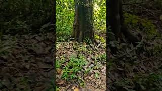 Kakkad eco tourism  Engapuzha  Kozhikode travel nature ride [upl. by Anirual]