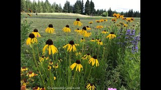 Pollinator Garden Tour Everyone Can Grow a Garden 2020 25 [upl. by Darelle733]