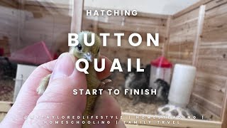 Hatching button quail from start to finish [upl. by Schwartz]