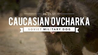 THE CAUCASIAN OVCHARKA BUILT BY THE SOVIET MILITARY [upl. by Yenduhc]