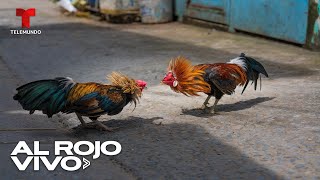 Peleas de gallos siguen generando controversia en México [upl. by Favin]