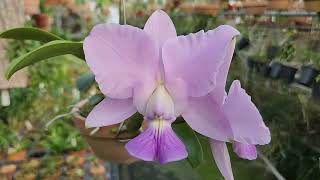 Cattleya walkeriana coerulea Tobias Angel × coerulea Safira [upl. by Eilah]