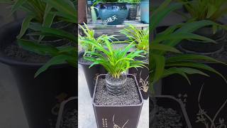 Creative plant growing for home home gardening shorts gadening diy [upl. by Raymond209]