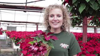 How do YOU pronounce poinsettia [upl. by Warford]