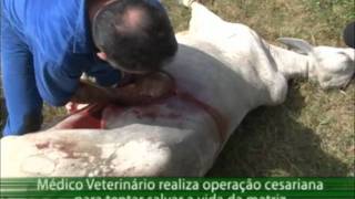 Programa Acre Rural  Médico veterinário realiza operação cesariana em vacaf4v [upl. by Schnabel485]