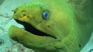 Diver is Chased by Powerful Green Eel Looking inside muscular mouth and teeth close encounter [upl. by Eivol584]