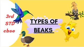 types of beaks class 3 science [upl. by Ilocin]