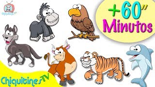 Animales para niños  1 hora de videos con animales [upl. by Binnie]