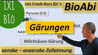 Anaerobe und aerobe Zellatmung im Vergleich  Alkoholische Gärung und Milchsäuregärung im Detail [upl. by Ashbaugh]