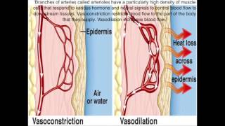 Vasoconstriction and Vasodilations Roles in Homeostasis [upl. by Nadabas]