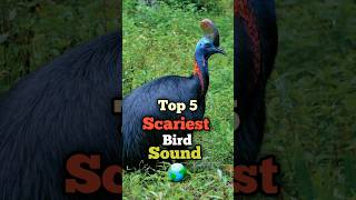 TOP 5 SCARIEST BIRD SOUND in the world 😳 [upl. by Nnaik]