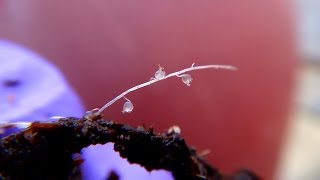 Terrestrial Bladderwort Trap  Utricularia bisquamata [upl. by Birdt280]